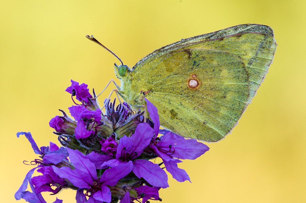 Farfalla n3 - Colias crocea